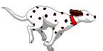 a dalmation running